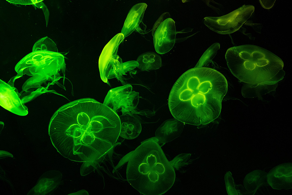 life_sciences